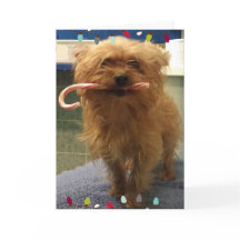 Cartão de Natal do cachorro Yorkie com bengala de 