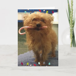 Cartão de Natal do cachorro Yorkie com bengala de