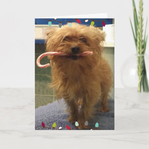 Cartão de Natal do cachorro Yorkie com bengala de