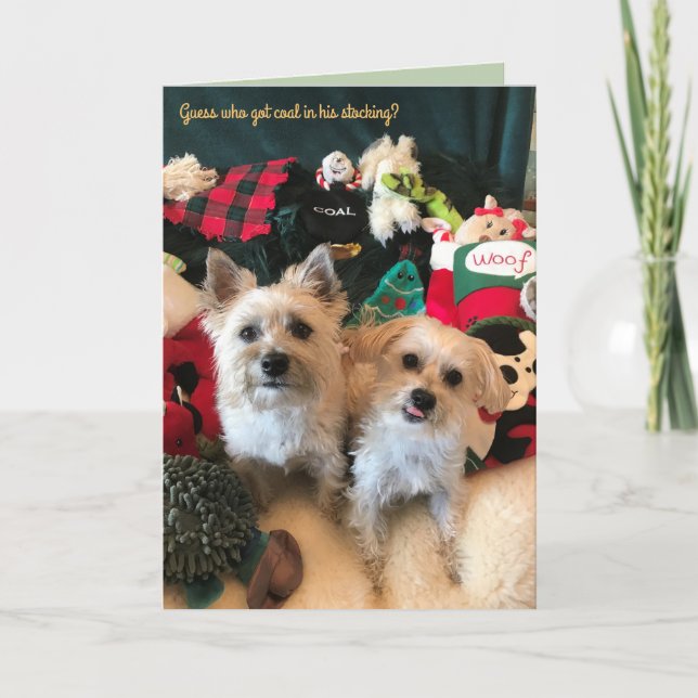 Cartão de Natal do Coletor de Carvão Canino (Frente)