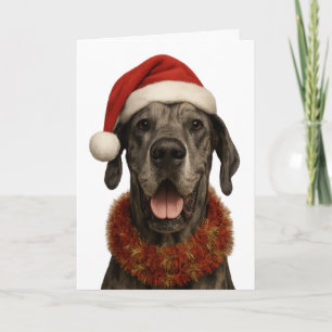 Cartão de Natal do Dogue Alemão com chapéu de Papa