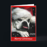 Cartão de Natal Inglês Bulldog.<br><div class="desc">Lindo foto digital de um velho e miniatura buldogue inglês. Você pode mudar a cor do fundo. Adicione sua própria mensagem pessoal. Estão disponíveis outros produtos de Natal para buldogue.</div>
