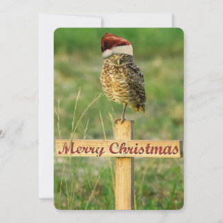 Cartão de Natal Owl para papais noeis Grande 5 x 7