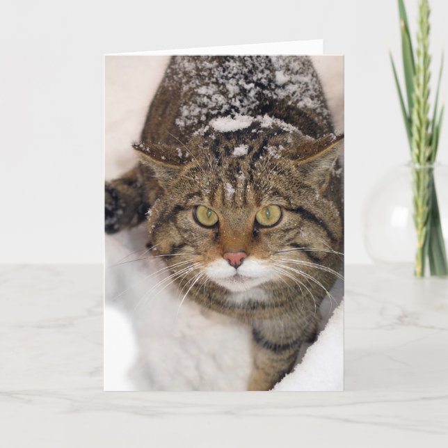 Cartão de Natal - Scottish Wildcat (Frente)
