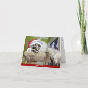 Cartão de Natal Siberian Cat