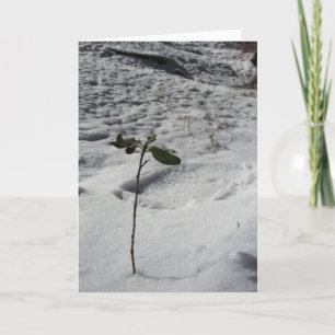 Cartão de Natal "Snow Sprout"