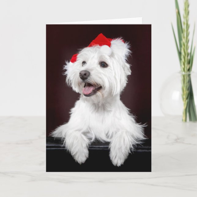 Cartão de Natal Terrier White West Highland (Frente)
