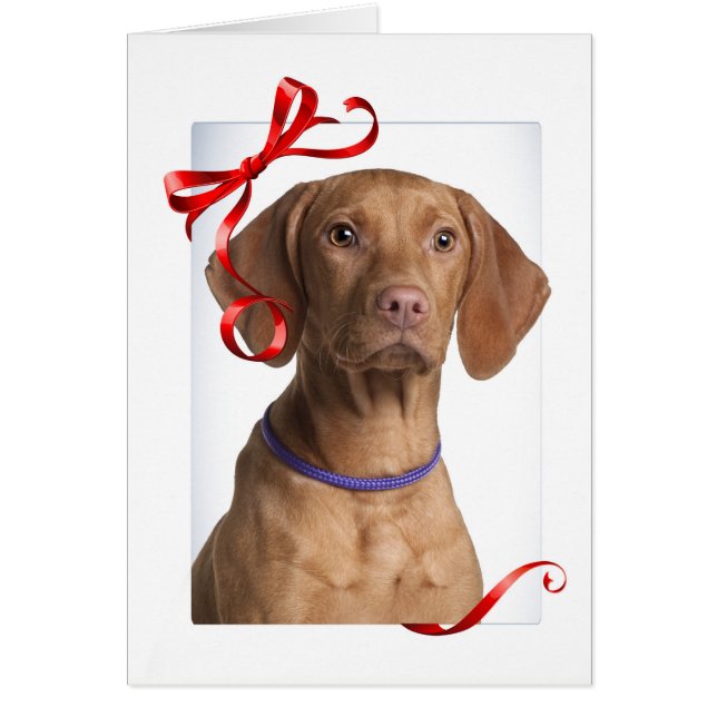 Cartão de Natal Vizsla (Frente)
