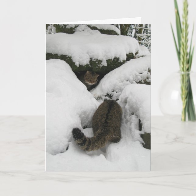 Cartão de Natal - Wildcat escocês 7 (Frente)