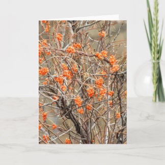 Cartão de Nota Bitterdoce