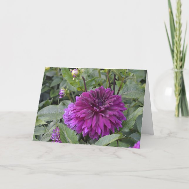 Cartão de nota com uma dália roxa num jardim (Frente)