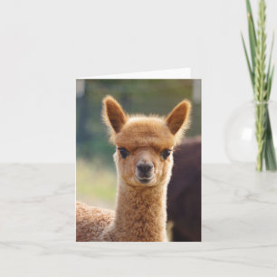 Cartão de nota da alpaca