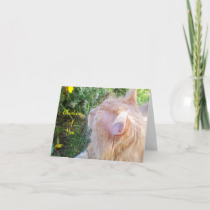 Cartão de nota da foto do gato de racum de Maine