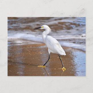 Cartão de nota da garça branca da praia Natureza
