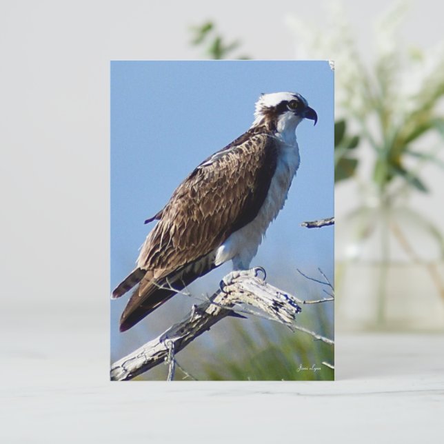 cartão de nota da natureza do Osprey (Em pé/Frente)