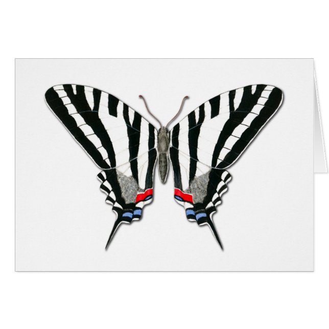 Cartão de Nota de Borboleta de Swallowtail Zebra (Frente horizontal)