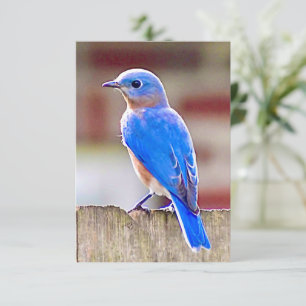 Cartão de nota de caráter Bluebird