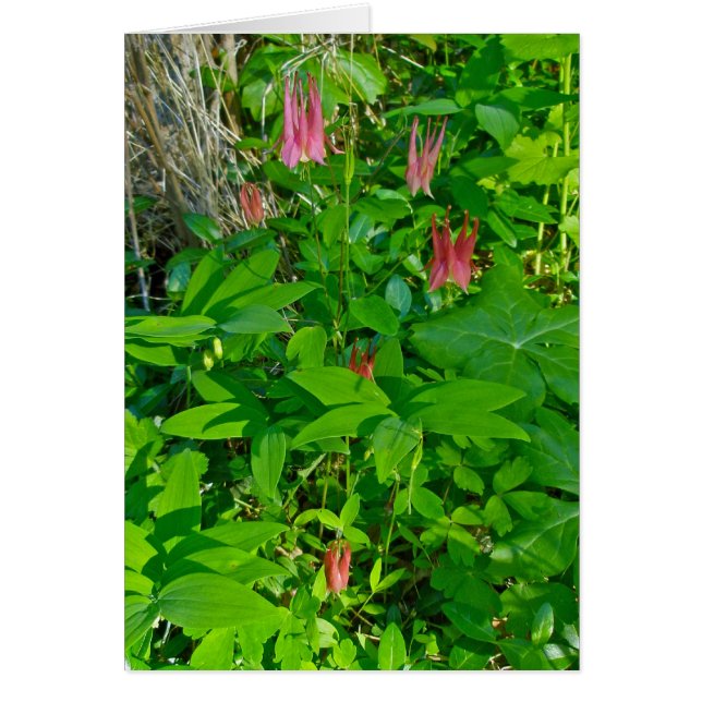 Cartão de Nota de Columbina Selvagem (Frente)