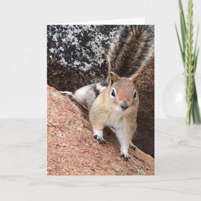 Cartão de Nota de Esquilo Tahoe<Blank Inside> (Frente)