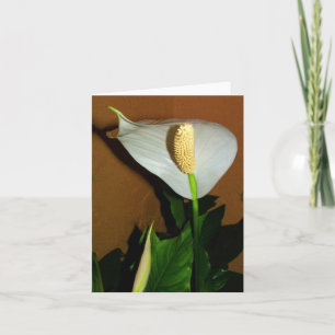 Cartão de Nota de Flor de Lírio da Paz