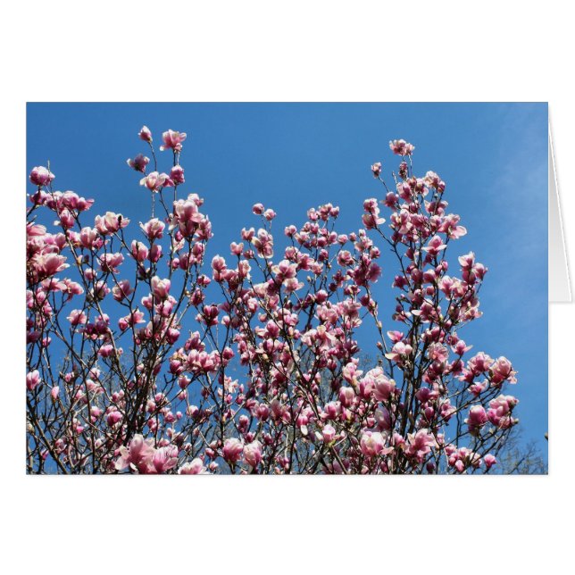 Cartão de Nota de Flores de Magnólia Rosa Céu Azul (Frente horizontal)