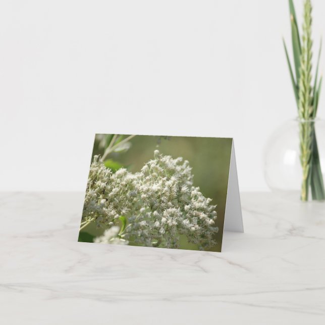 Cartão de Nota de Flores Silvestres Brancas Beleza (Frente)