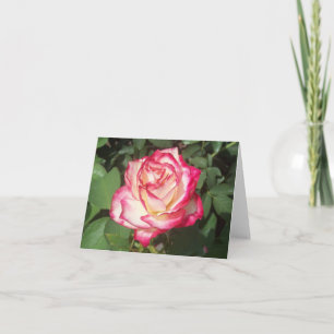 Cartão de Nota de Foto Dobrada Rosa Rosa Rosa Rosa