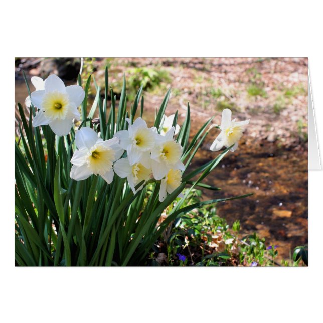 Cartão de Nota de Fotografia de Flores de Narcisos (Frente horizontal)