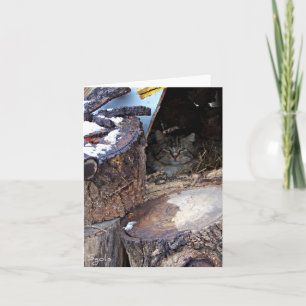 Cartão de Nota de Gato Feral no Inverno