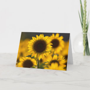 Cartão de Nota de Girassol com Iluminação Posterio
