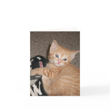 Cartão de Nota de Kitten Olhado Brilhante