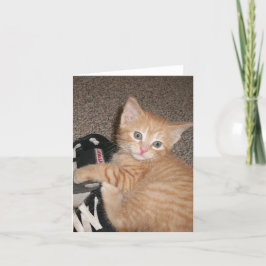 Cartão de Nota de Kitten Olhado Brilhante