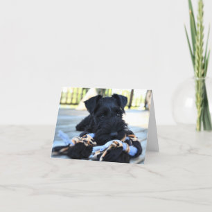 Cartão de Nota de Mídia Schnauzer #5 - vazio