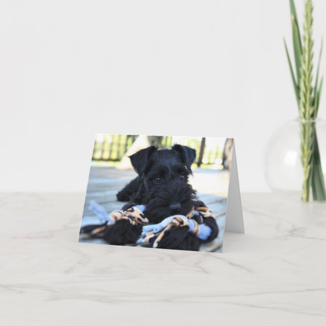 Cartão de Nota de Mídia Schnauzer #5 - vazio (Frente)