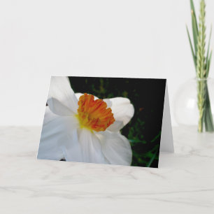 Cartão de Nota de Narciso Laranja Branco
