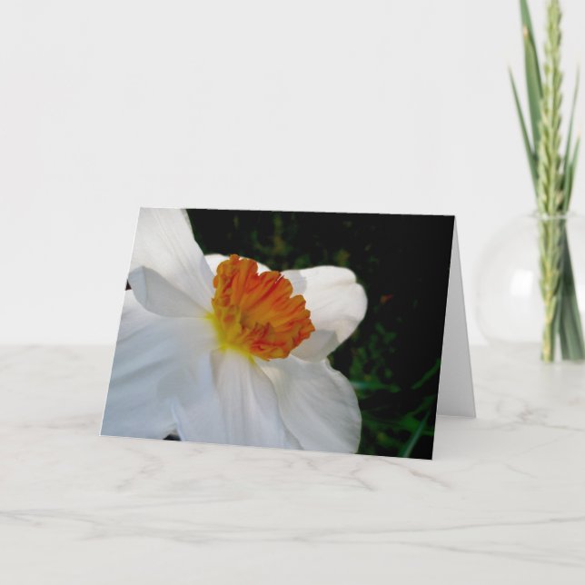 Cartão de Nota de Narciso Laranja Branco (Frente)