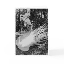 Cartão de Nota de Peacock Branco<Blank Inside>