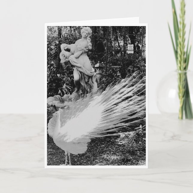 Cartão de Nota de Peacock Branco<Blank Inside> (Frente)