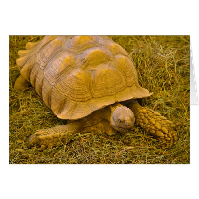 Cartão de Nota de Tartaruga (Frente Horizontal)