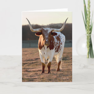 Cartão de nota de Texas Longhorn