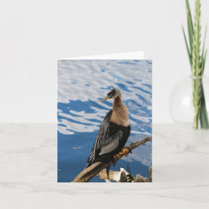 Cartão de Nota de Vazio de Foto Anhinga Bird