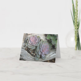 Cartão de nota do Succulent de Ecehveria