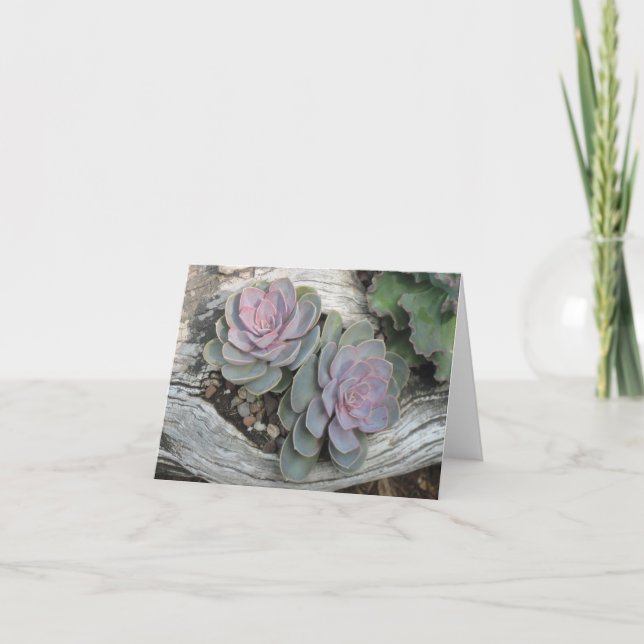 Cartão de nota do Succulent de Ecehveria (Frente)