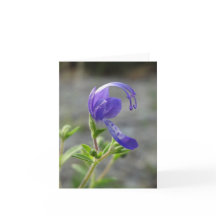 Cartão de nota do Wildflower