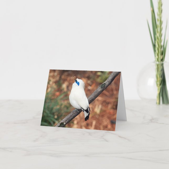 Cartão de Nota Dobrada de Foto Bali Mynah (Frente)