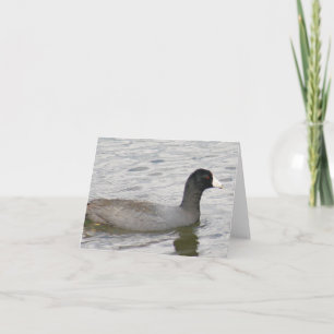 Cartão de Nota Dobrada de Foto de Coot Americano