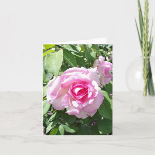 Cartão de Nota Dobrada de Foto Rosa Rosa Rosa Rosa