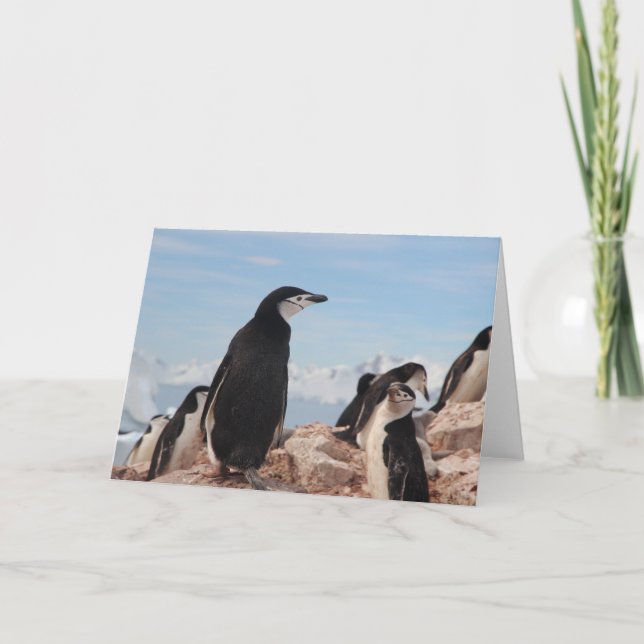 Cartão de Nota Dobrado PINGUIM (Frente)