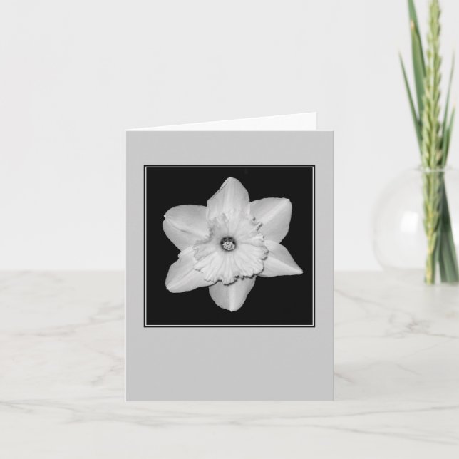 Cartão de Nota em Branco Daffodil Close-up (P&B) (Frente)