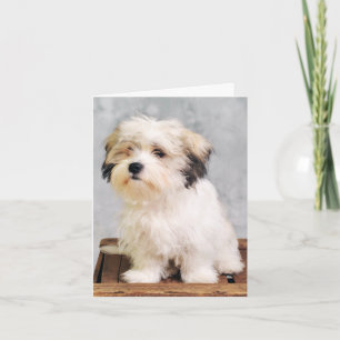 Cartão de Nota em Branco de Cachorrinho Maltês